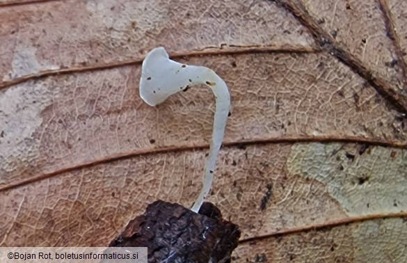 Clavicorona taxophila