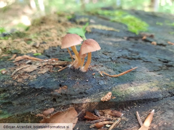 Mycena renati