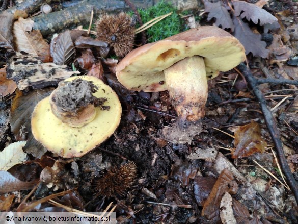 Butyriboletus appendiculatus