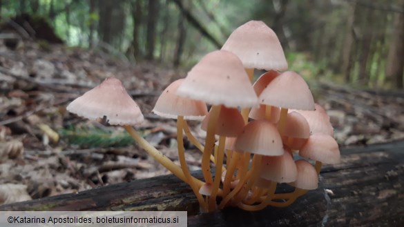 Mycena renati