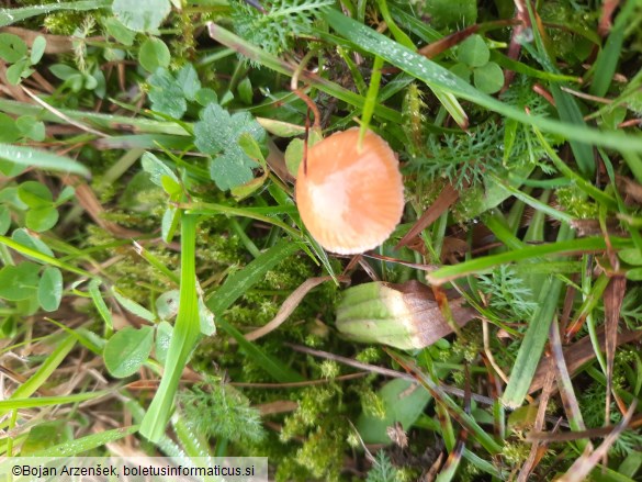 Hygrocybe laeta