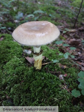 Gomphidius glutinosus
