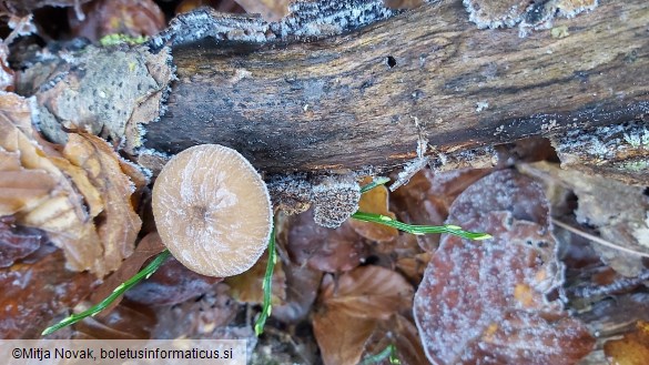 Lentinus brumalis