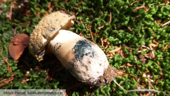 Boletus cyanescens