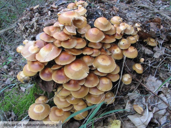 Kuehneromyces mutabilis