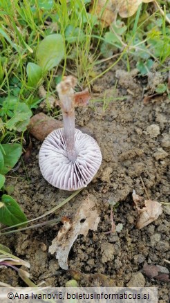 Mycena rosea