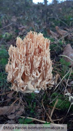 Ramaria formosa