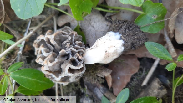 Morchella vulgaris