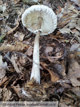 Macrolepiota procera