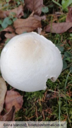 Agaricus campestris