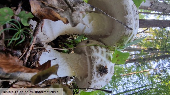 Amanita strobiliformis