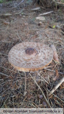 Chlorophyllum olivieri