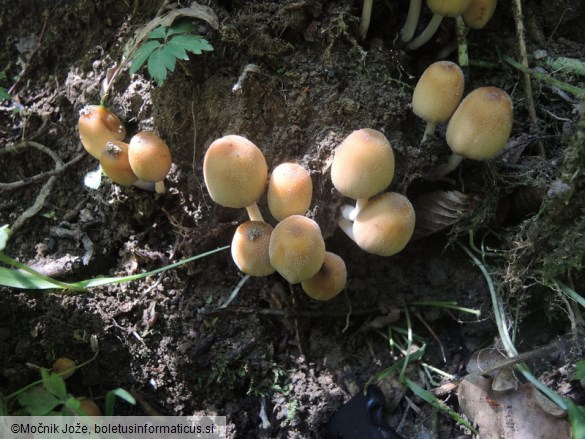 Coprinellus micaceus