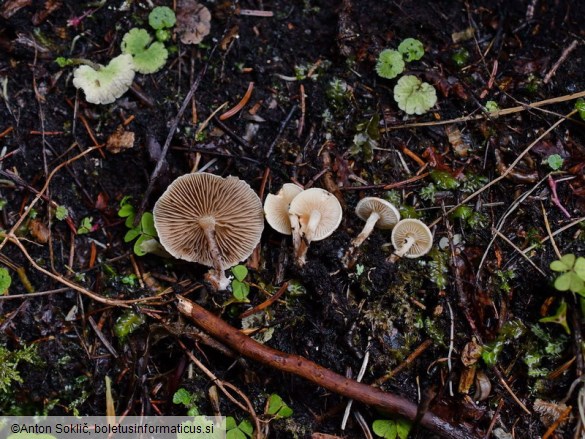 Pholiota scamba