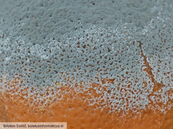 Penicillium digitatum