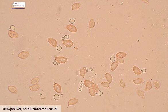 Clitocybe inflatipes