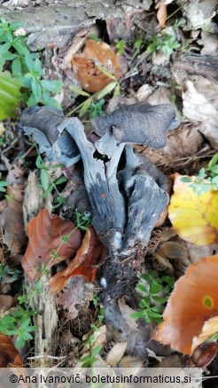 Craterellus cornucopioides