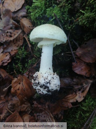 Amanita citrina