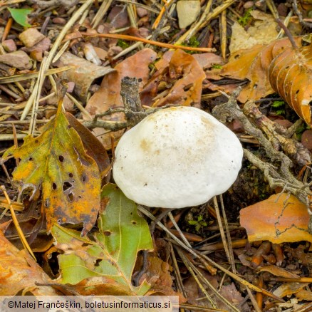 Clitopilus prunulus