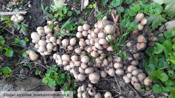 Coprinellus micaceus