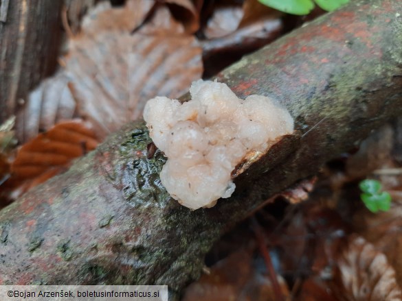 Tremella encephala