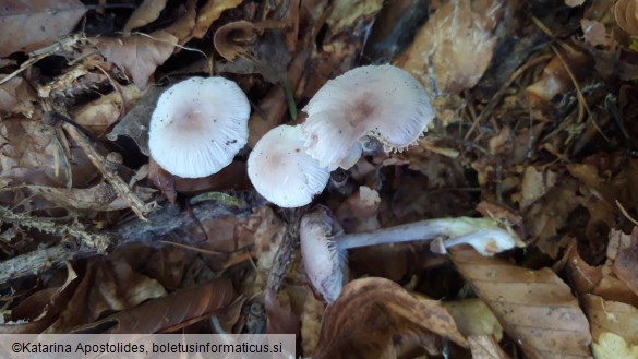 Mycena pura