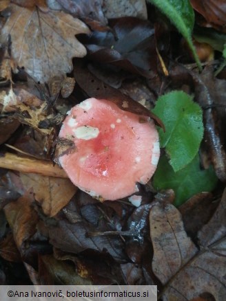 Russula emetica