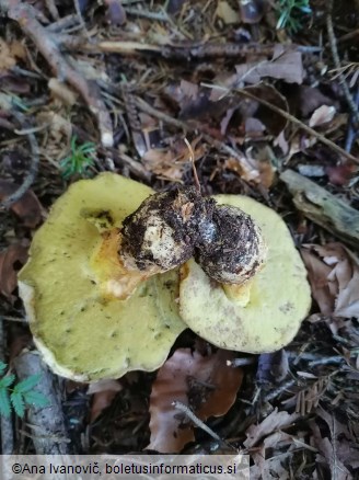 Butyriboletus appendiculatus