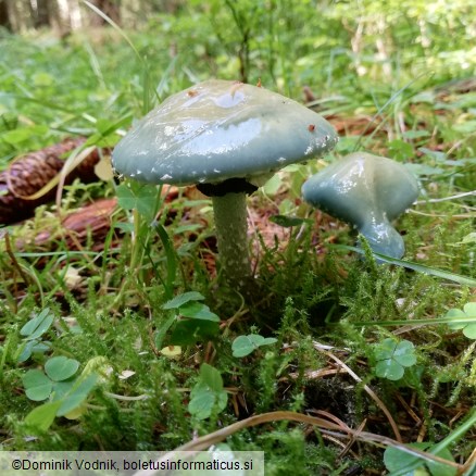 Stropharia aeruginosa