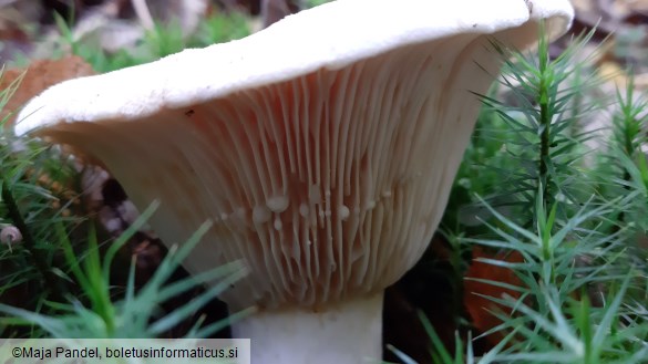 Lactarius vellereus