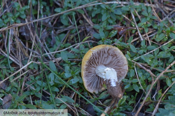 Psilocybe coronilla