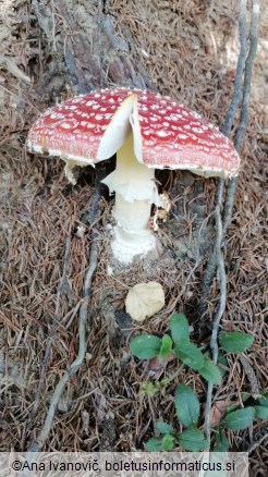 Amanita muscaria