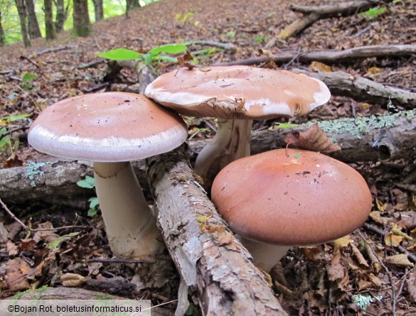 Cortinarius praestans