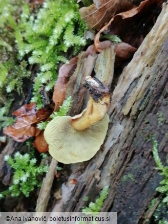 Hypholoma fasciculare