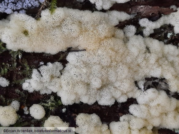 Ceratiomyxa porioides