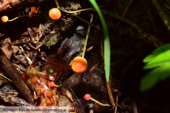 Mycena acicula