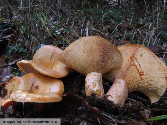 Lactarius salmonicolor