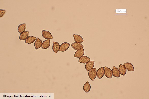 Calonarius suaveolens