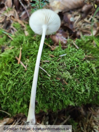 Xerula radicata