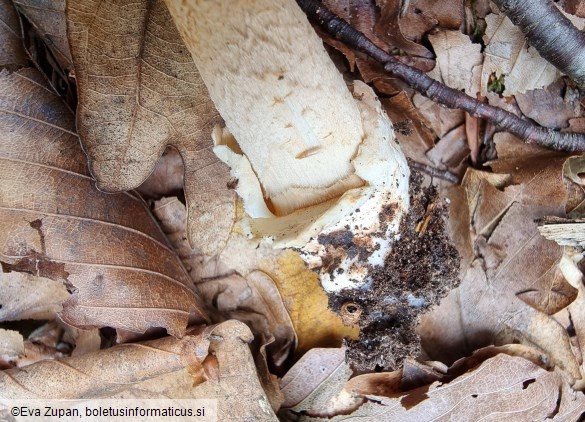 Amanita fulvoides