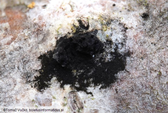 Lopadostoma dryophilum