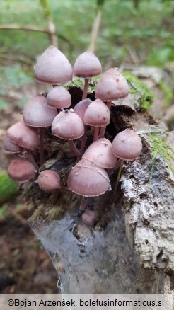 Mycena haematopus