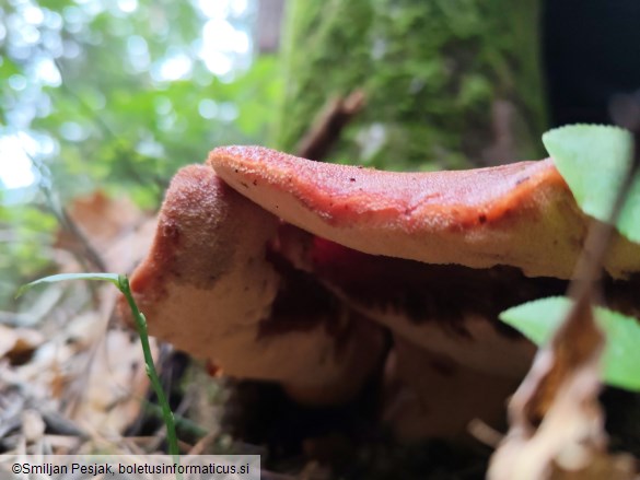 Fistulina hepatica