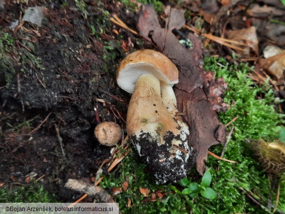 Tylopilus felleus