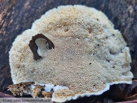 Trametes suaveolens