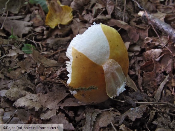 Russula risigallina