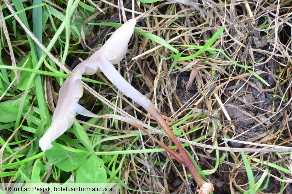 Marasmius wynnei