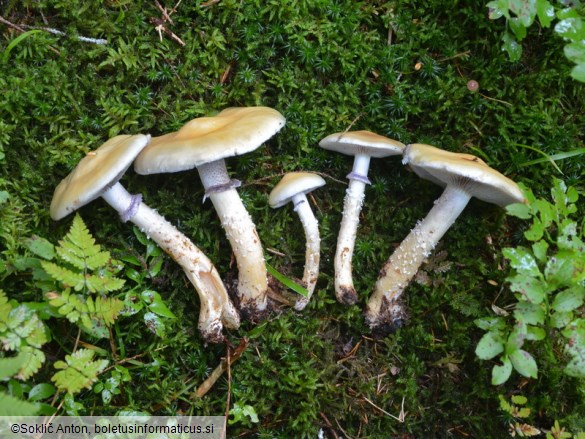 Stropharia hornemannii