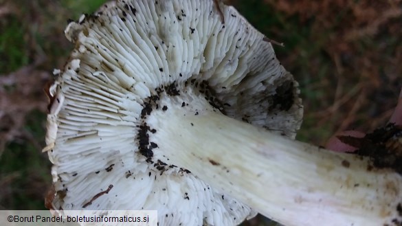 Tricholoma portentosum