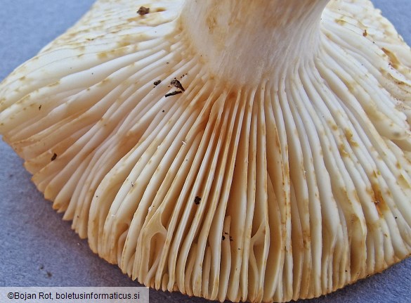 Russula farinipes